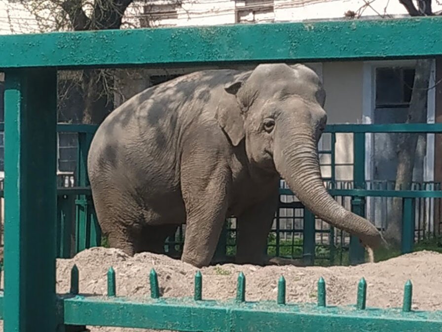 Одесский зоопарк