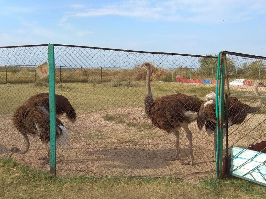 Страусиная ферма - Стрелковое