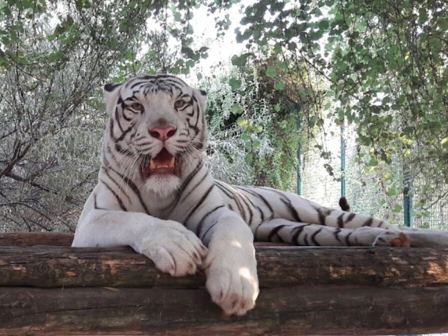 Зоопарк «Сафари» - Бердянск